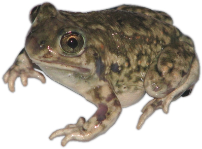 Plains Spadefoot